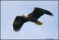 _0SB9739 american bald eagle